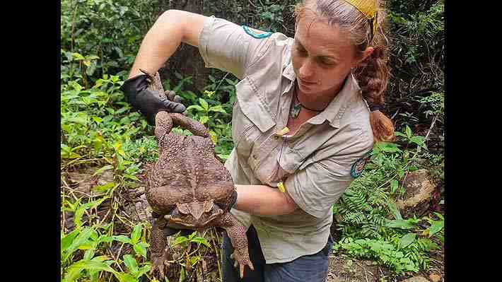 Hallan en Australia un gigantesco ejemplar de sapo de caña, una especie muy tóxica para otros animales