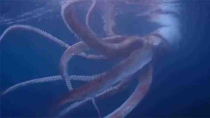 Video: Pareja de buzos graban a un calamar gigante en el mar frente a costa de Japón