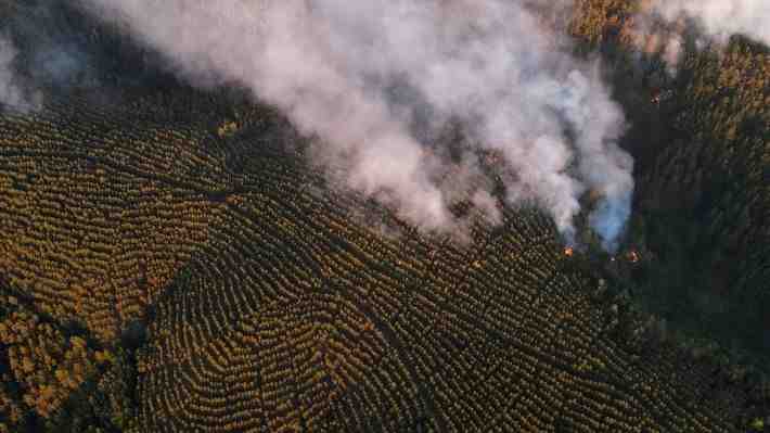 Ministro de Agricultura aborda idea de royalty a empresas forestales: "Acá tiene que haber un nuevo trato"