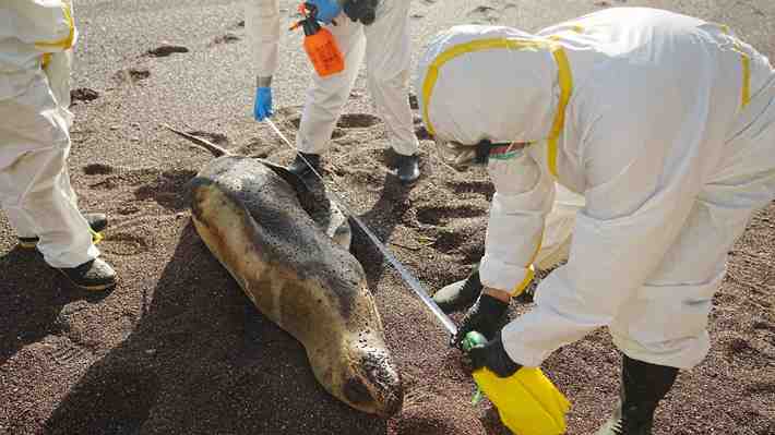 ¿Podrían infectarse los animales domésticos?: Expertos abordan avance de gripe aviar y casos reportados en mamíferos