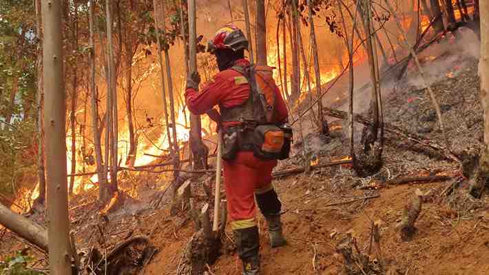 Incendios forestales: Montos siniestrados reportados por aseguradoras ascienden a US$37,2 millones