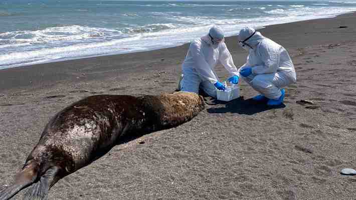 Tras primer contagio interespecie de gripe aviar: Autoridades llaman a evitar contacto con aves y animales marinos