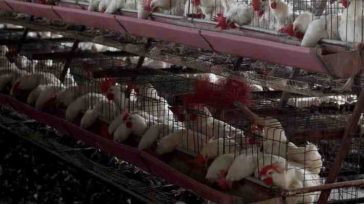 Argentina suspende exportaciones de productos avícolas tras detectar el primer caso de gripe aviar en una granja