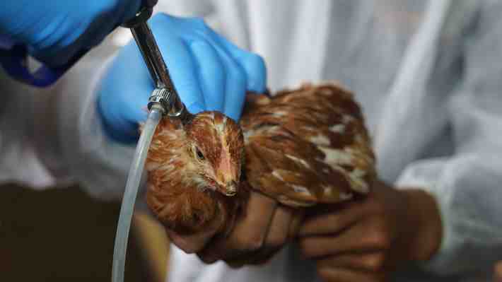 Minagri informa del primer caso de influenza aviar en la industria de carnes blancas y afirma que "no afecta en nada el consumo"