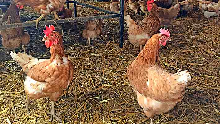Declaran alerta temprana preventiva tras confirmarse el primer caso de influenza aviar en aves de traspatio en la RM