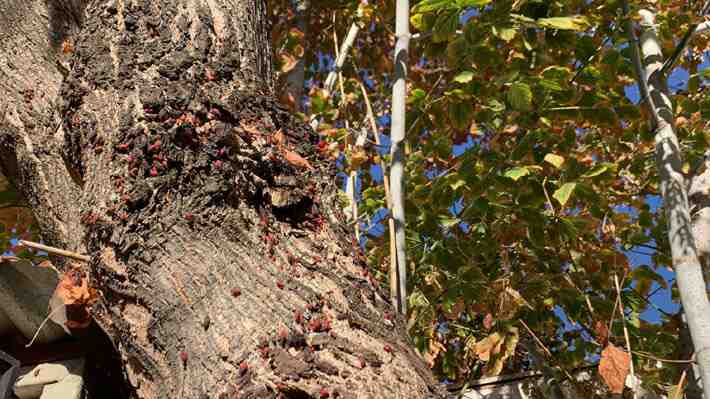 Las Condes en alerta por "chinche del arce": Hay 11 mil árboles infectados y se teme ingreso masivo a las casas en invierno