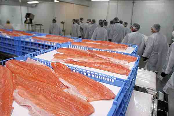 Australis: La salmonera que mantiene enfrentados a Isidoro Quiroga y un gigante chino por presunta estafa