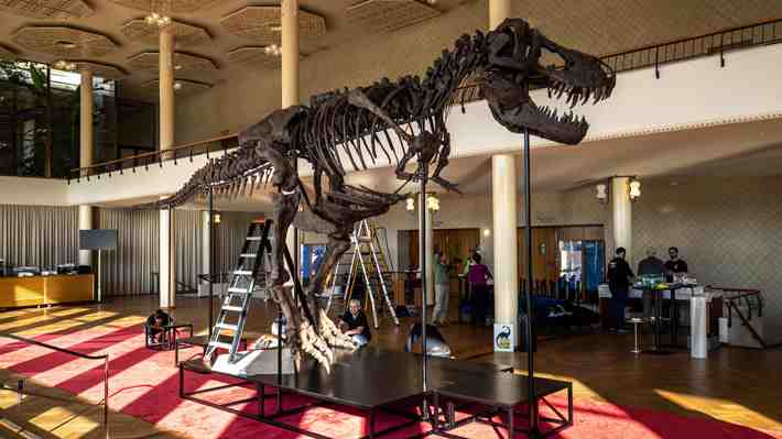 Fotos | Exponen el esqueleto de un tiranosaurio que será subastado: Estiman su valor en US$ 8,7 millones